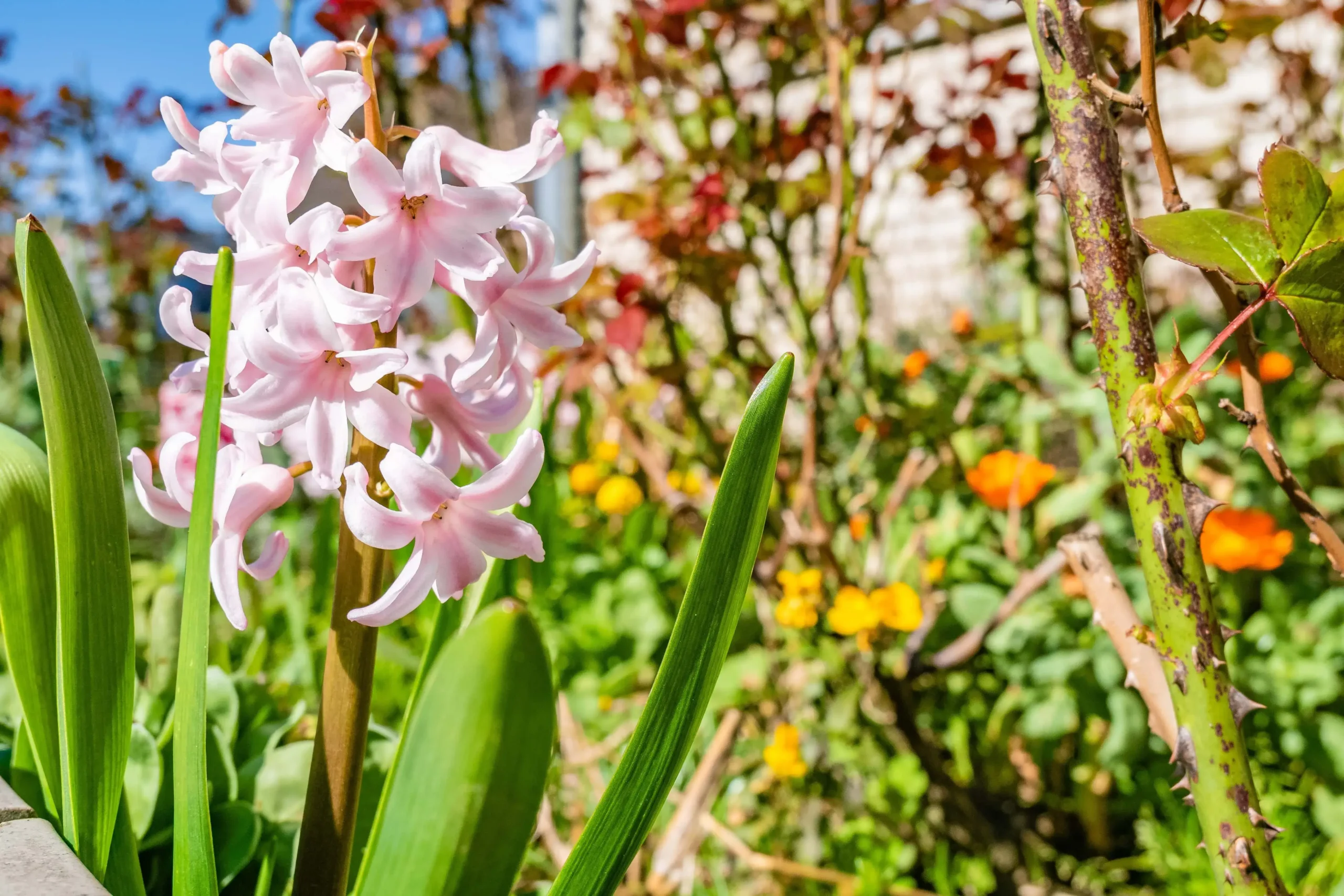 closeup-shot-beautidul-hyacinth-flowers-min (1)